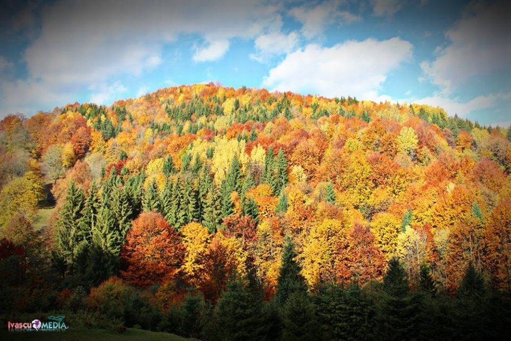 Cazare in Maramures - CABANA IZA IZVOR - Sacel